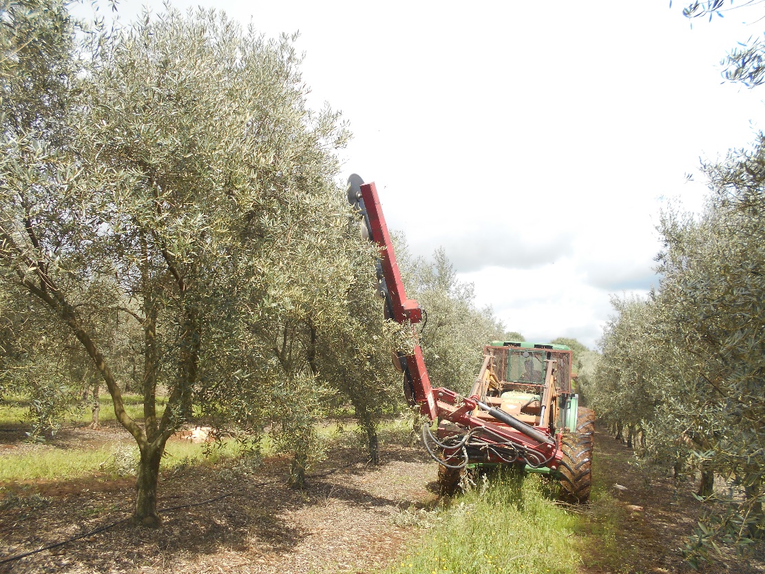 Figura 3. Corte da face lateral da copa  hedging - em olival com 400 rvores por hectare