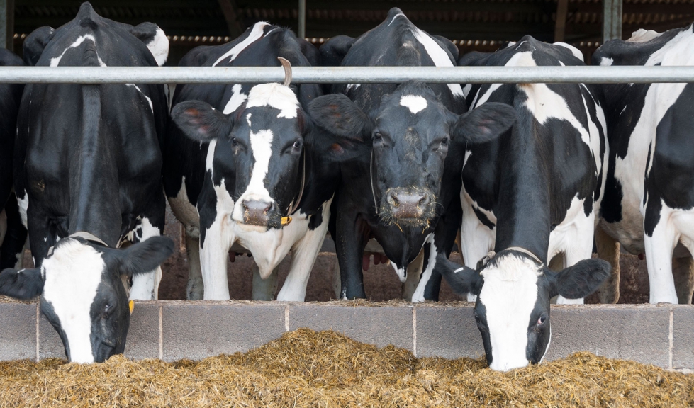 Vacas de raza Frisona en una granja lctea