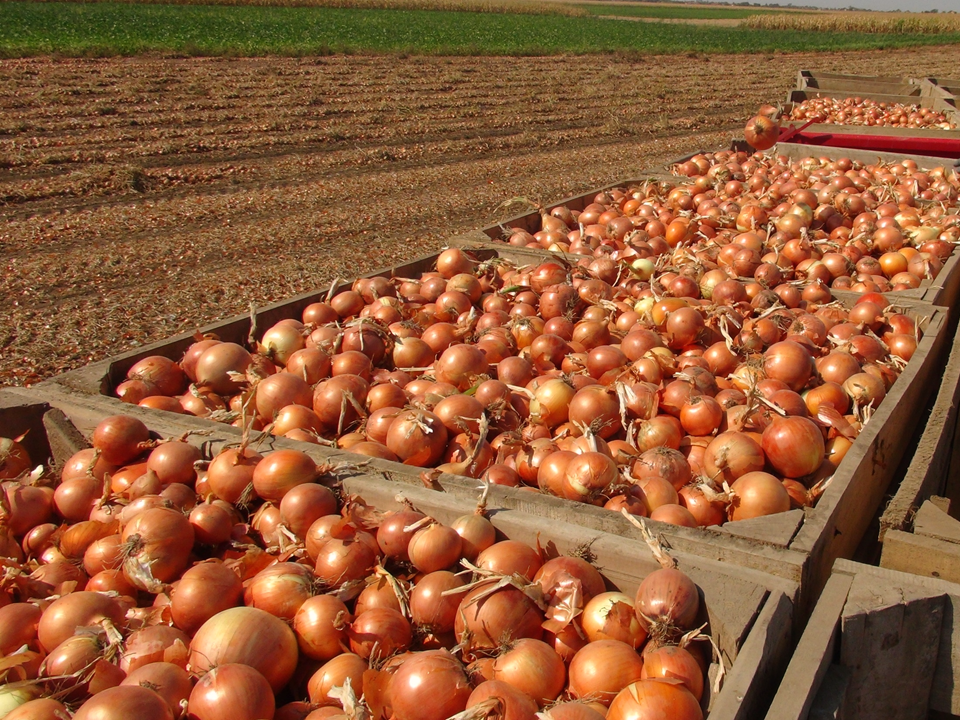 Fundador F1 com resistncia a Fusarium e a raiz rosada, colhida para palotes