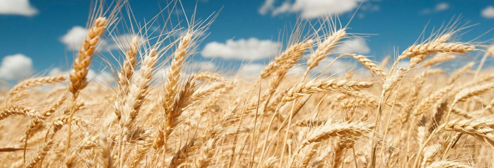 Desde enero de 2021, los precios de los cereales en Espaa se han elevado el 9,40% en el caso del maz; el 5,95% en el trigo blando; el 1...