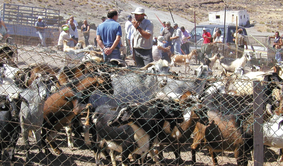 Apa�ada de cabras en Fuerteventura