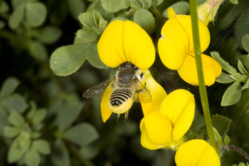 To obtain a good harvest in fruits and vegetables of fruit, it is necessary that the flowers polinicen