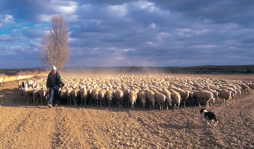 Reba�o de Rasa Aragonesa en el campo con su pastor