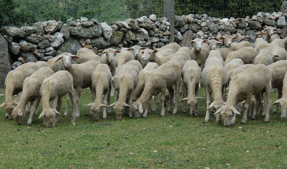 Ejemplares ovinos en el campo