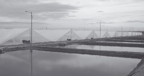 Figure 1: Overview of greenhouses for shrimp farming in the facilities of the Cenaim in Guayaquil (Ecuador)