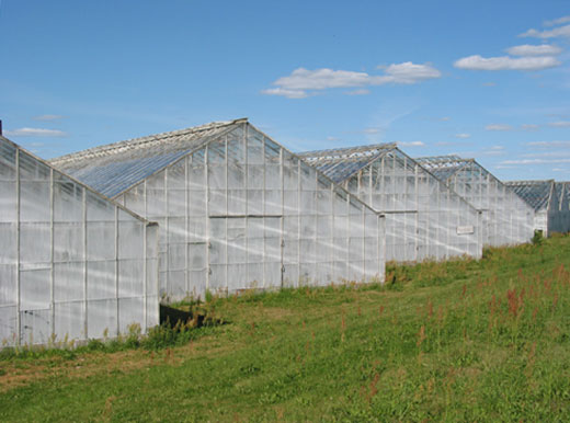 Informe: Invernaderos de plástico - Agricultura