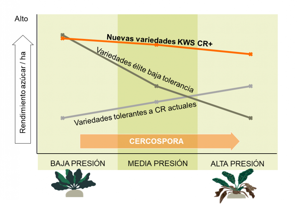 Las nuevas variedades KWS de alta tolerancia a Cercospora obtienen los mejores resultados en zonas de alta presin de la enfermedad...
