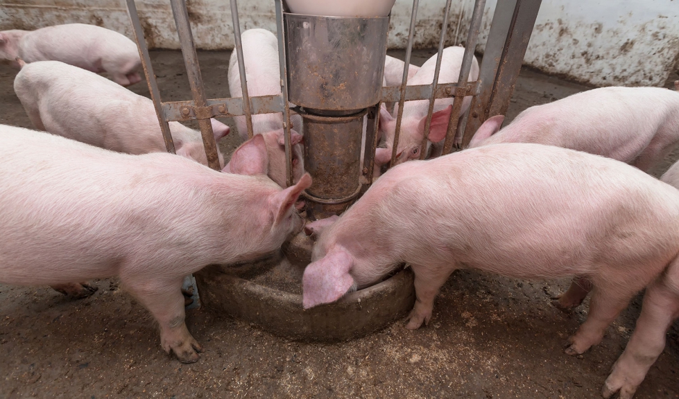 Sistema de alimentacin en una explotacin porcina
