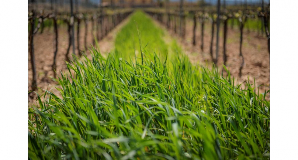 Cubiertas vegetales en la finca Mas La Plana, propiedad de Familia Torres