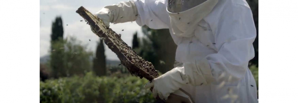 Apicultor manipulando panel de abejas en la finca Mas La Plana, propiedad de Familia Torres