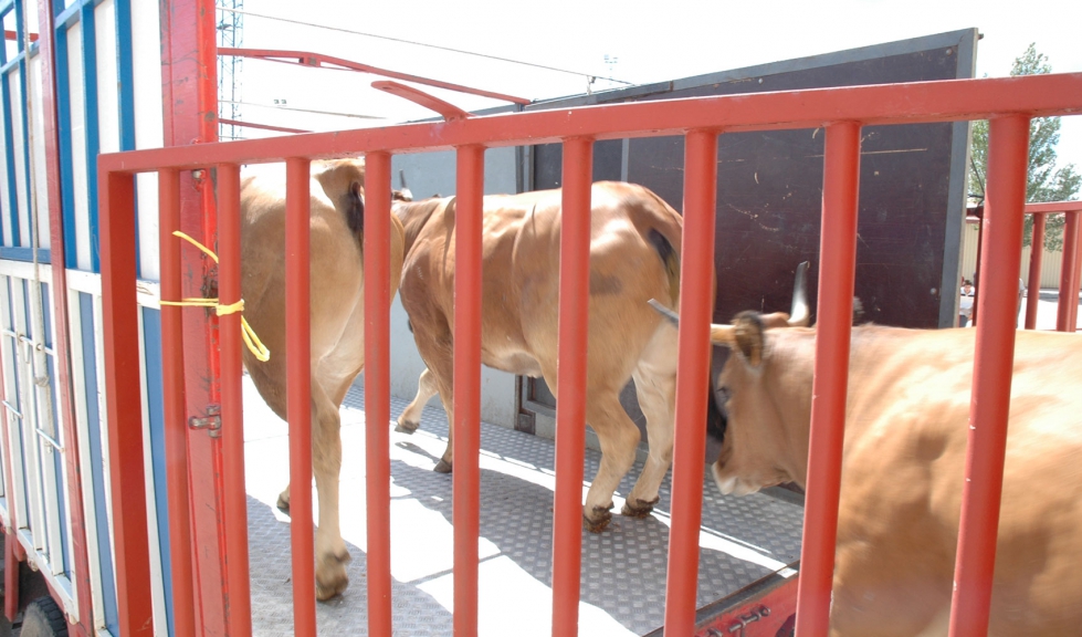 Ejemplares de ganado vacuno entrando en un camin de transporte