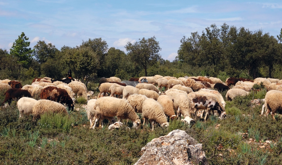 Rebao de ovejas en una zona agreste