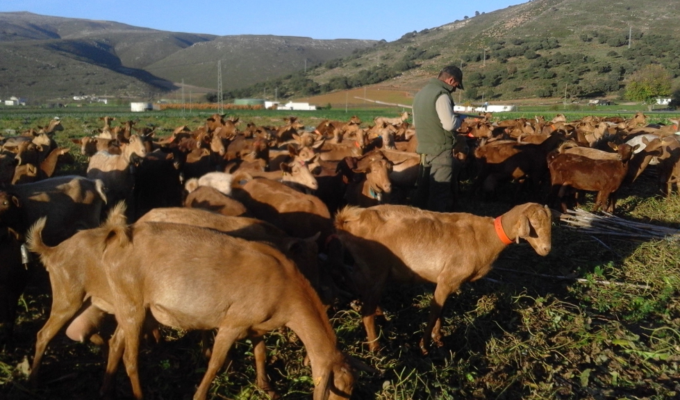 Rebao en el campo de cabras de raza Malaguea