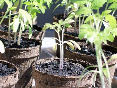 Las plantas presentan una mayor longitud y peso gracias al magnetismo. Foto: Arcelia Vanasse