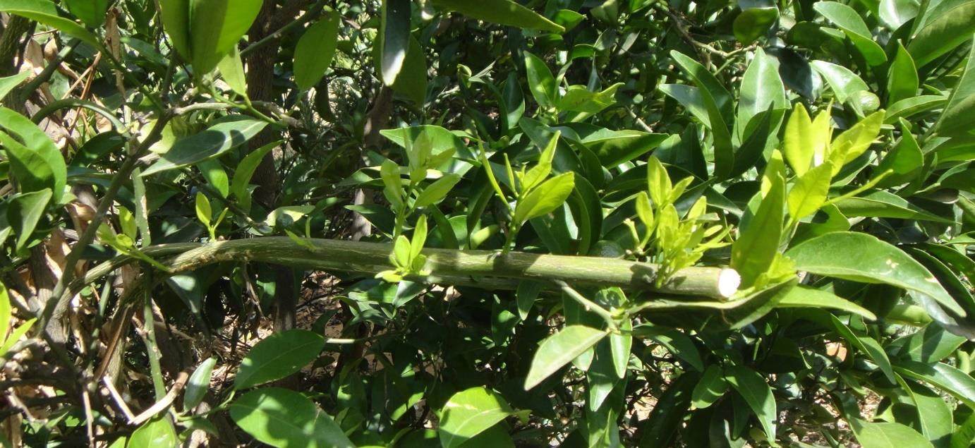 Resposta de um ramo horizontal a um atarraque