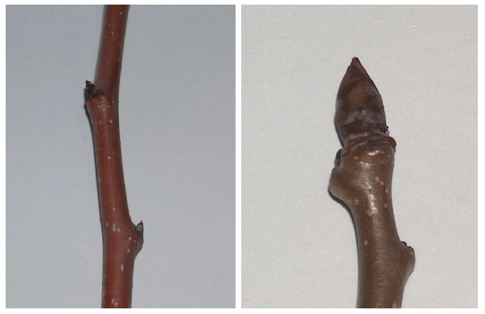 Gomos de Pereira 'Rocha':  esquerda - Gomo foliar (olho);  direita - Gomo Floral (Boto)