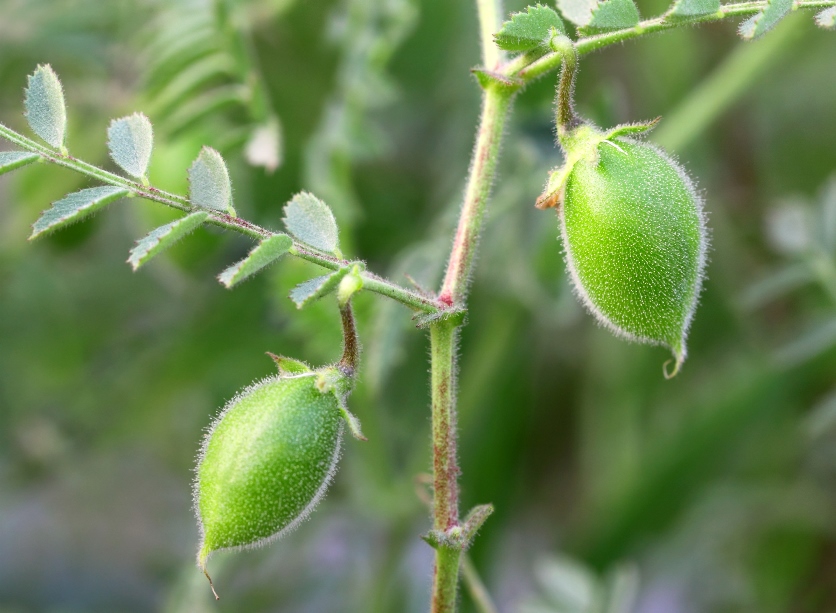 El garbanzo es una de las legumbres de referencia en la dieta mediterrnea