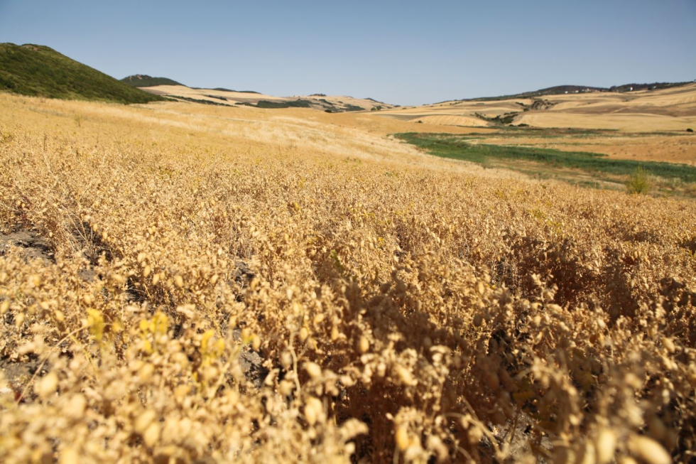 La lenteja es otra legumbre imprescindible en los hogares espaoles, pero el cultivo no termina de repuntar