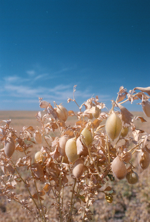 El cultivo de las legumbres pueden recibir un impulso a travs de los 'ecoesquemas' y de las ayudas de la PAC