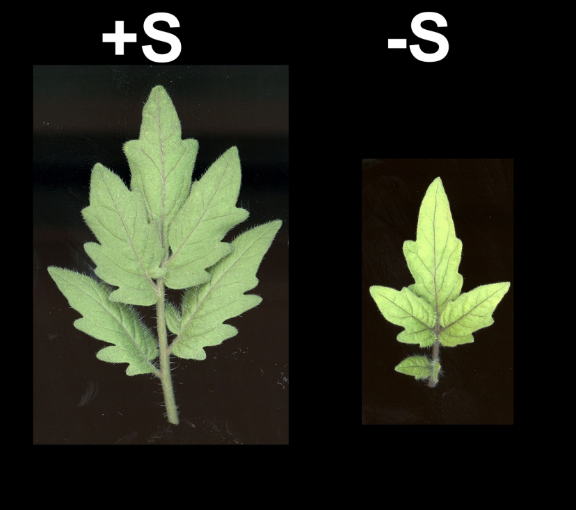 Figura 2. Efecto de la limitacin de S en la morfologa de hojas de tomate