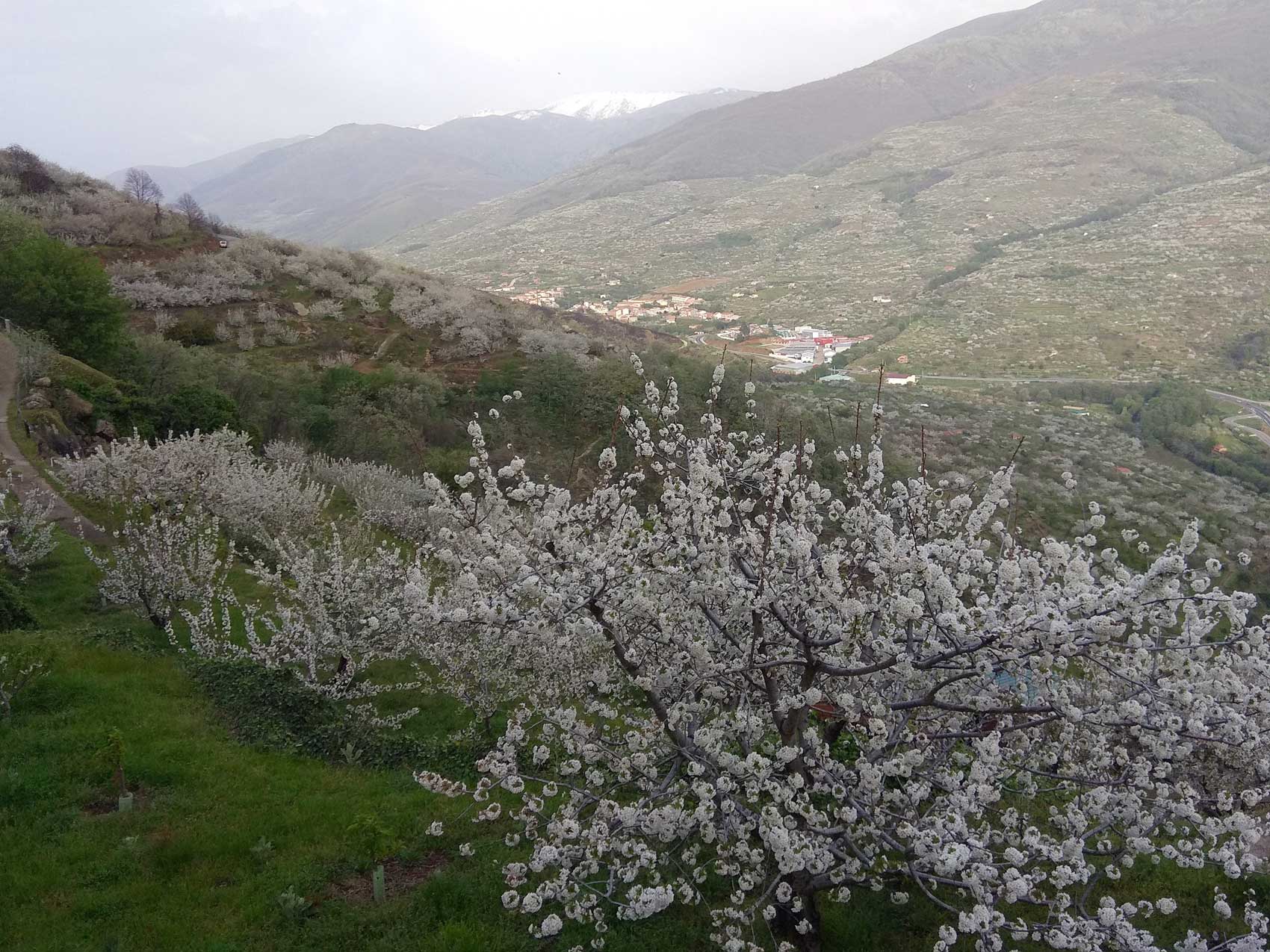 Foto 1. Vista panormica del Valle del Jerte con cerezos en flor