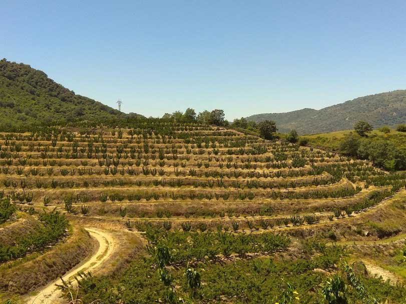 Foto 2. Detalle de nuevas plantaciones de cerezo en bancales en el Valle del Jerte...