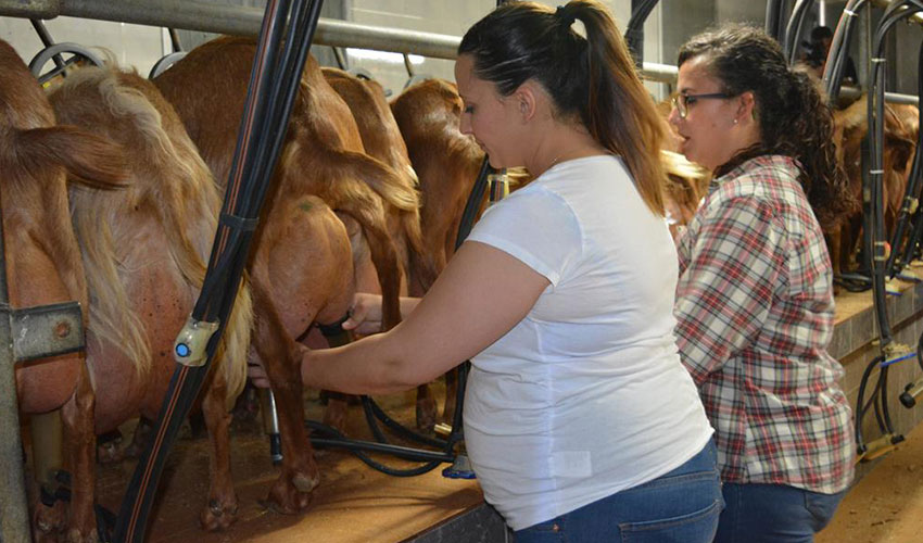 Espaa ha producido unos siete millones de litros menos de leche de cabra en 2020