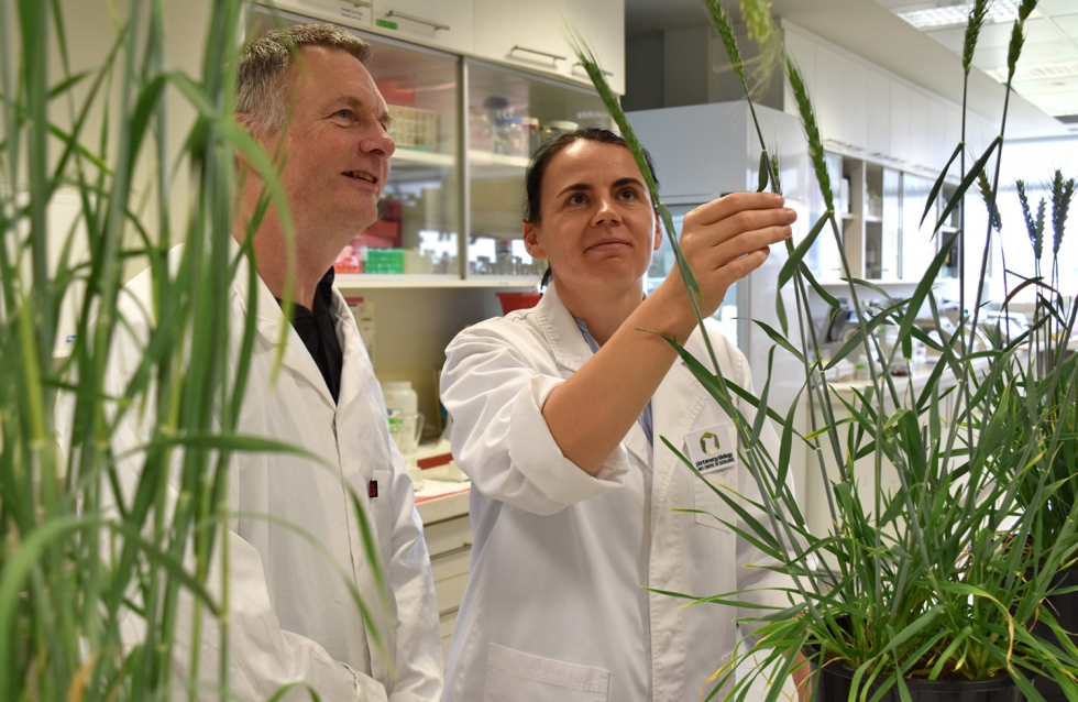 Prof. Ian Small (izq) y Dr. Joanna Melonek con trigo hbrido en el laboratorio. Fuente: Plant Energy Biology