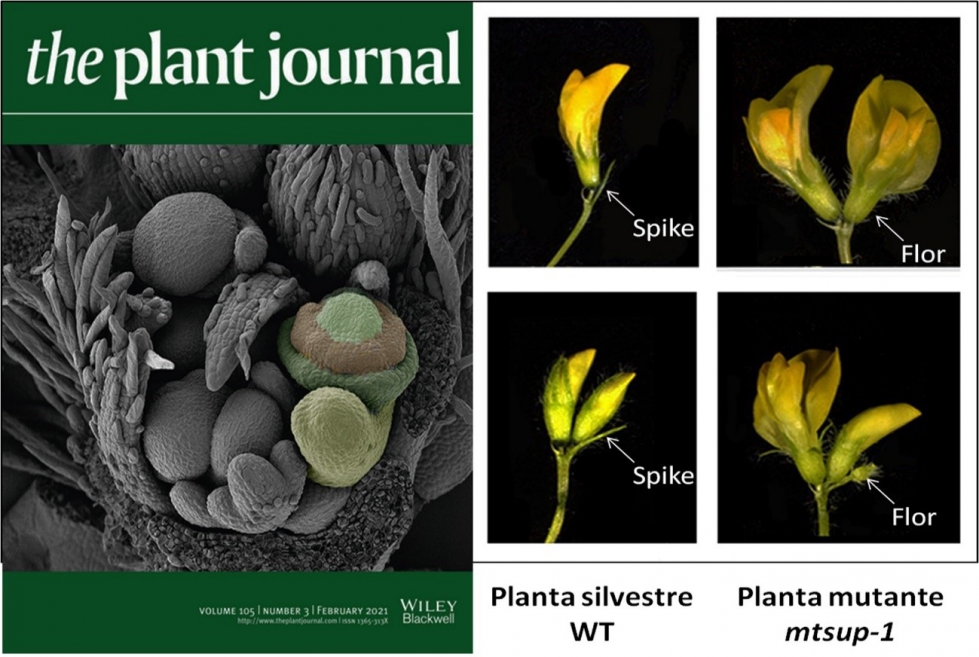 A la izquierda, portada del nmero de este mes de la revista The Plant Journal donde, en la imagen de SEM coloreada...