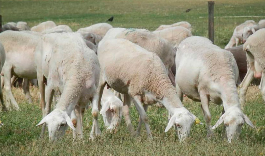 Grupo de ovejas