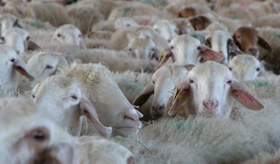 Ovejas de raza Assaf en una explotacin de ovino