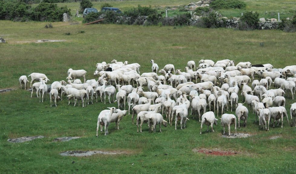 Rebao de ovejas en zona de dehesa