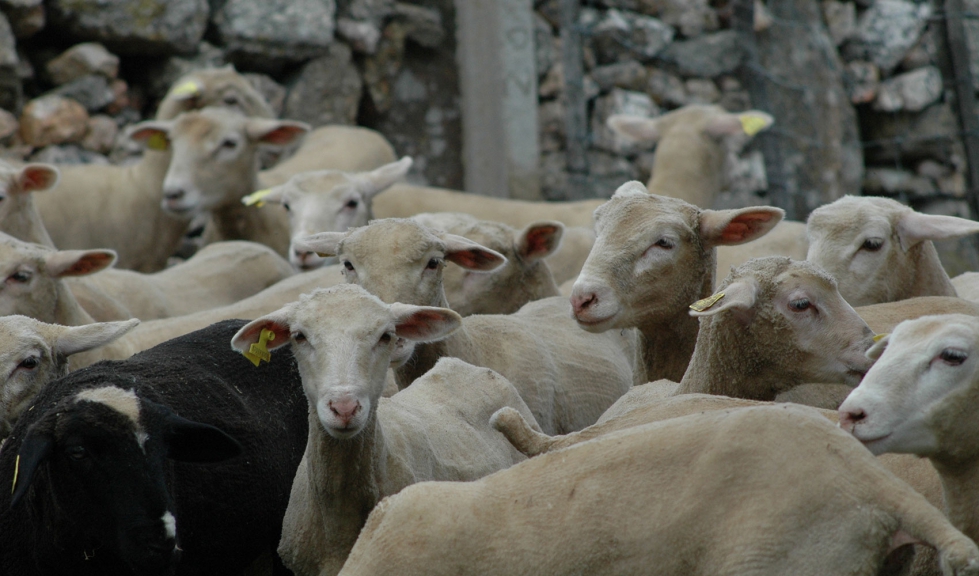 Grupo de corderos en una explotacin ganadera