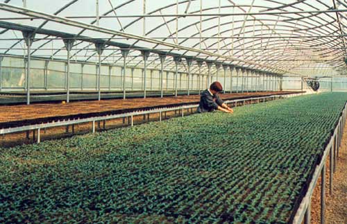 Instalaciones de cultivo de rboles, en las primeras fases del proceso