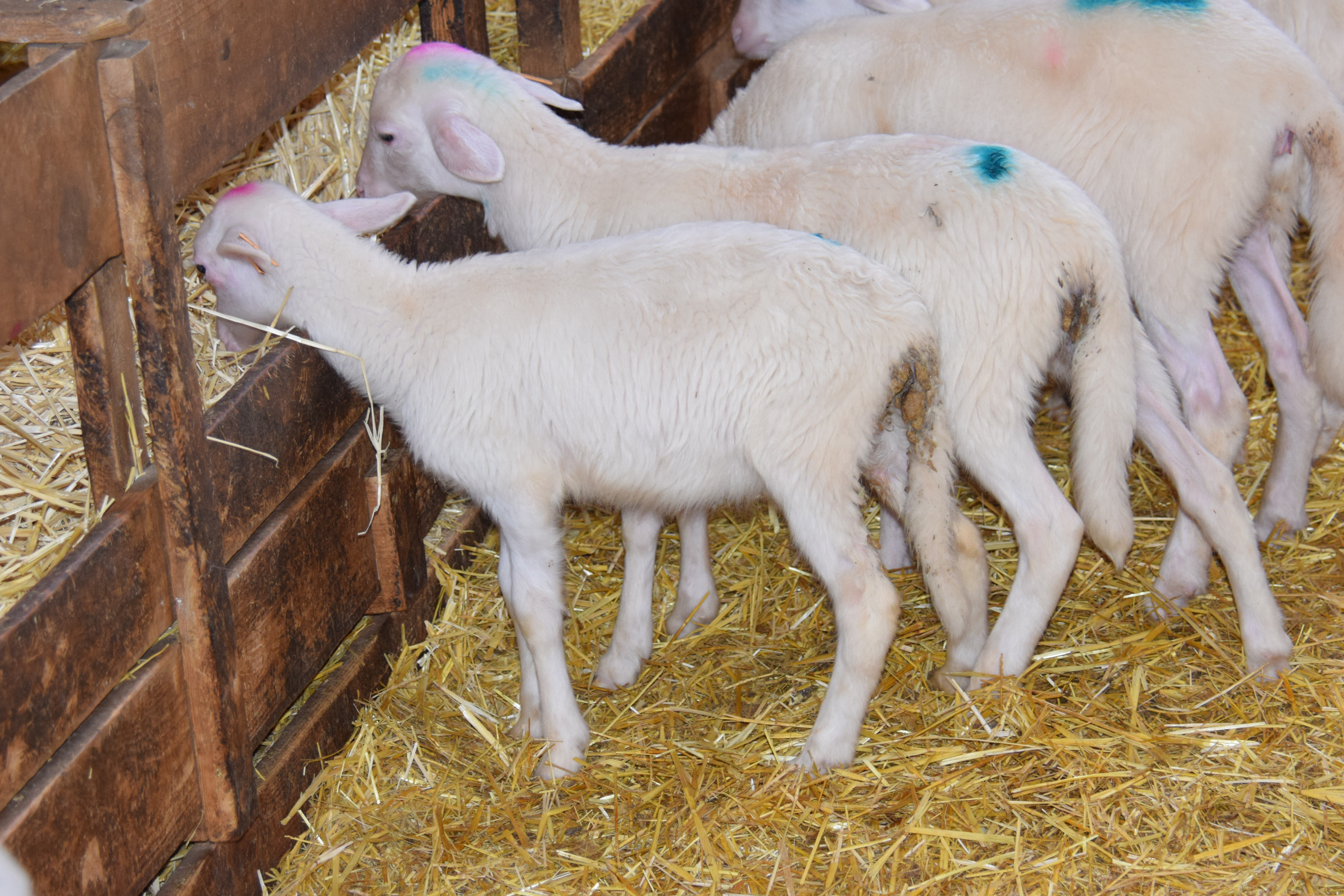 Corderos afectados por coccidiosis