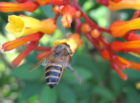 The potential value of bumblebees as pollinators insect in agriculture has been recognized since a long time by various authors. Photo: Gargi Bhuyan...