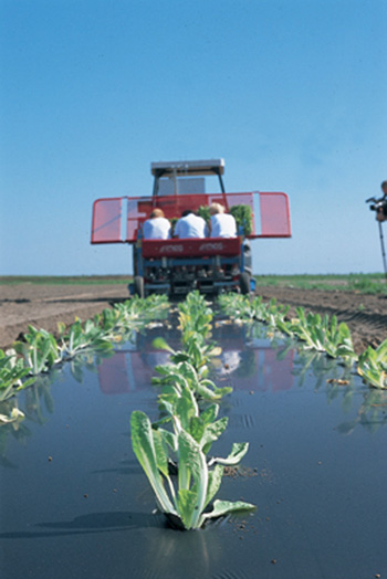 The plastic has shifted completely to vegetable waste for this purpose. Novamont image