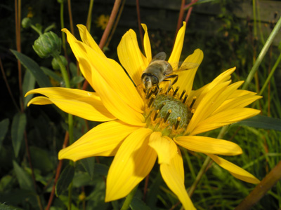 Pollinating insects use part of these solar radiation to see. Picture of Andre Mller