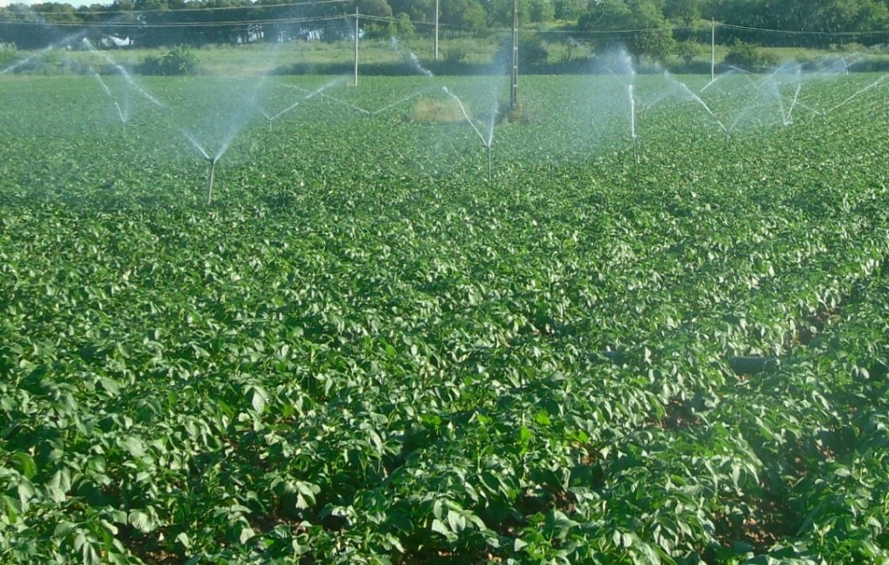 El regado espaol es uno de los sectores que ms se podrn aprovechar de esta lnea de ayudas para mejorar la eficiencia energtica...