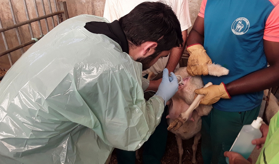 Inseminaci�n artificial en una oveja