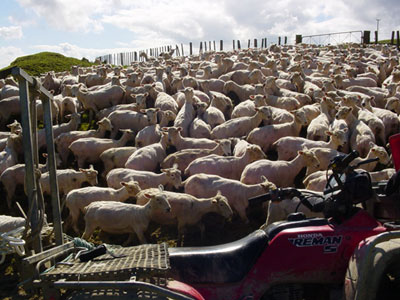El ganado ovino todava protagoniza las subastas de la feria ganadera de Zafra. Foto: Guy Halpe