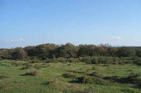 Interior of the North West of Tunisia areas to reforest with stone pine