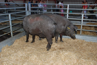 Ganado porcino subastado en el certamen salmantino. Fuente: Agromaq