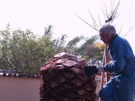 Michel Ferry, director de la Estacin, saneando una palmera del picudo rojo