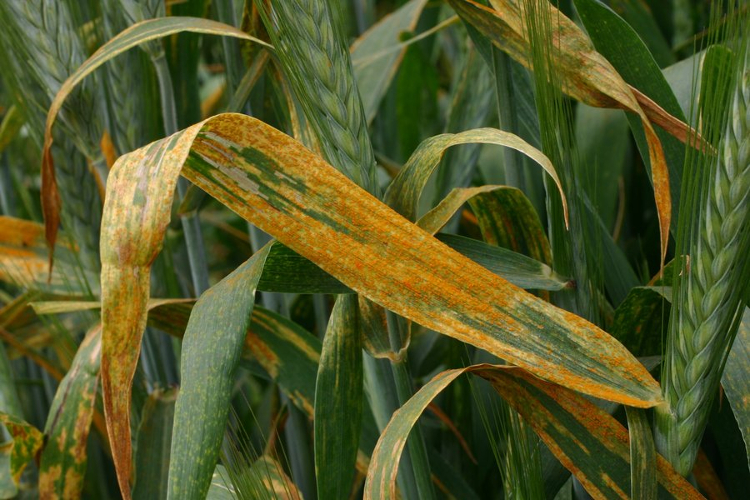 Cultivo de trigo afectado por roya amarilla