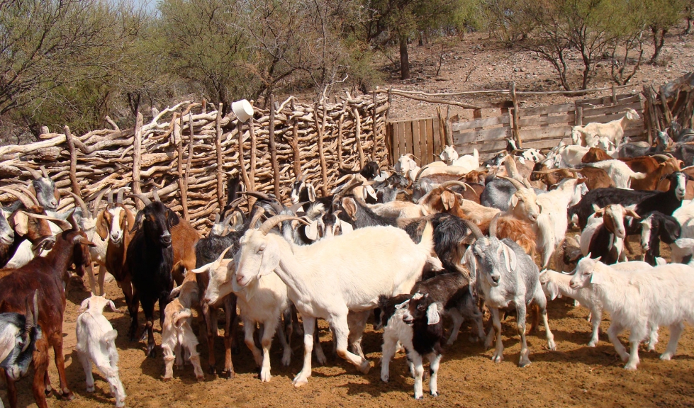La brucelosis tiene importantes consecuencias productivas y econmicas en el ganado caprino