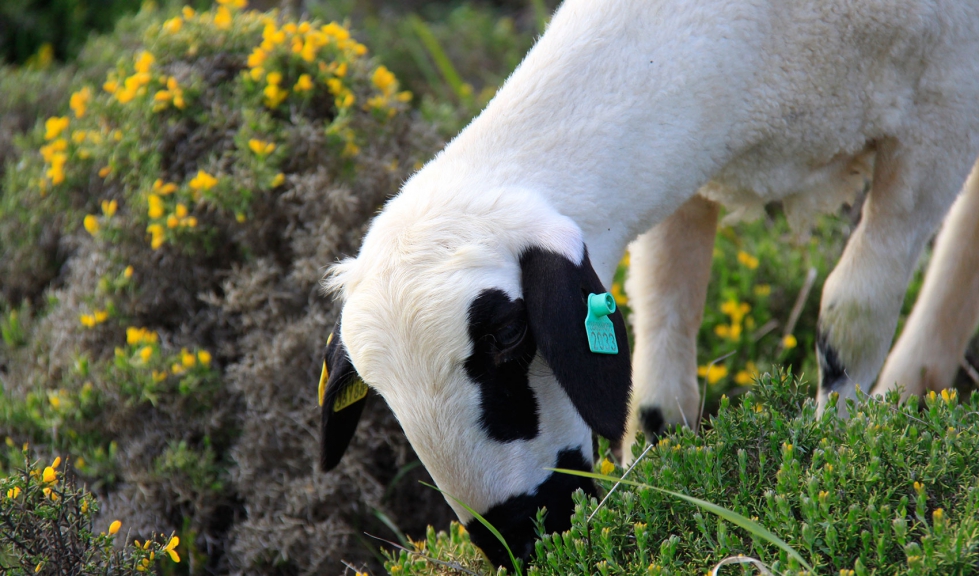 Ejemplar de la raza ovina Churra