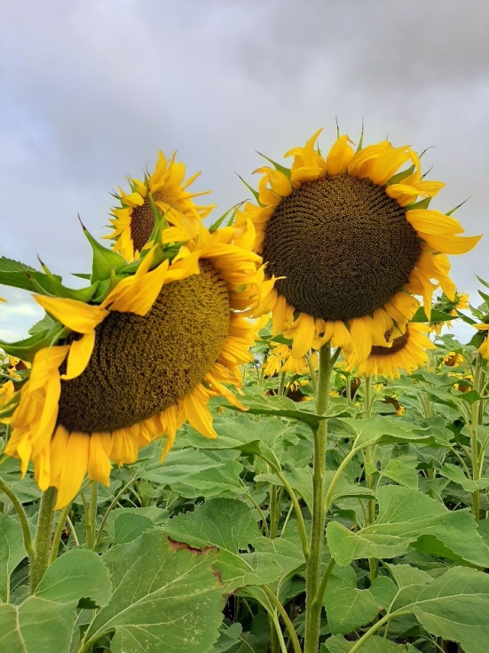 La mejora continua lleva a una mayor rentabilidad del cultivo de girasol -  Grandes cultivos