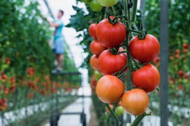 El tomate es uno de los productos m�s demandados entre los producidos en invernaderos solares