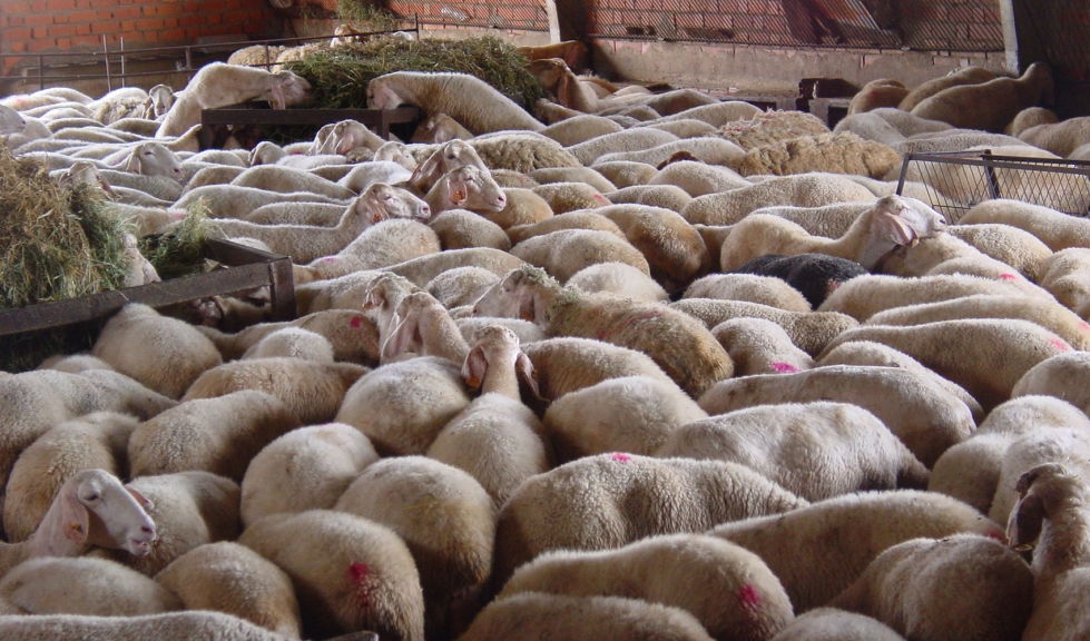 Ovejas de raza Assaf en una explotacin de ovino lechero de la provincia de Zamora